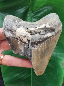 11,3 cm großes Zahnfragment des Megalodon - Hai Zahn Fossilien - Bild 1 von 7