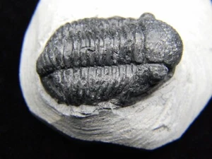 Proetus Trilobite Fossil Morocco 64.51 grams - Picture 1 of 8