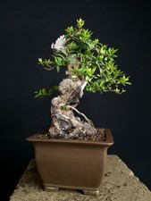 BONSAI SHOIN DI MIRTO