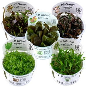 Tropica Live Aquarium Plants Middleground Tropical 1-2-Grow! Fish Tank Planting - Picture 1 of 36