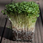 Broccoli Seeds -Micro Green Seeds - USA Grown - Non Gmo