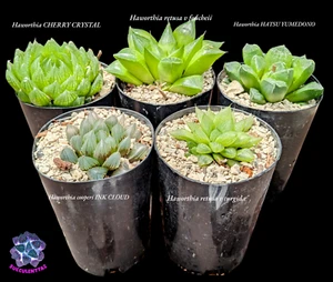 Haworthia X 5 retusa foucheii turgida cooperi INK CLOUD CHERRY CRYSTAL , HATSU - Picture 1 of 6