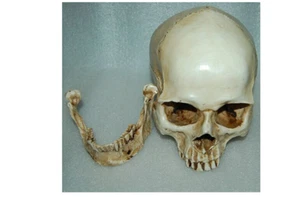 Menschlicher Schädel medizinische Replik anatomisches Skelett Modell realistisch Halloween Party - Bild 1 von 8