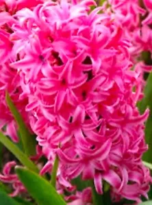 Hyacinth Pink : $35 For 5 Bulbs : Free Postage - Bild 1 von 2
