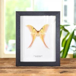 Rarely Seen Pink Spirit Taxidermy Moth Frame (Actias rhodopneuma) - Foto 1 di 9