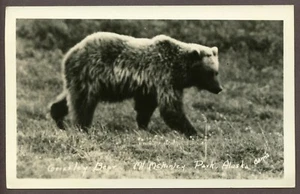 RPPC GRIZZLYBÄR, DENALI STATE PARK, Mt McKINLEY, ALASKA, Dosenfoto, 1930-50er - Bild 1 von 2