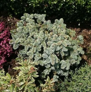 Zwerg Edeltanne Blaue Hexe 20-25cm - Abies procera - Bild 1 von 1