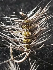 TROUT DRY FLY SIZE 20 GNAT OLIVE MIDGE CUSTOM TIED FRONTIER FISHING FLIES - Picture 1 of 3