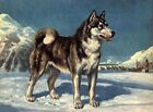 Siberian Husky - CUSTOM MATTED - Dog Art Print - Megargee 