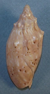 VOLUTA MORETONENSIS 57.96mm BEAUTIFUL SPECIMEN off Moreton Is., Qld., Australia - Picture 1 of 2