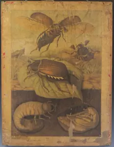 Niederländische Lithographie Schule Plakat Druck Ende 19. Jahrhundert von H J van Lummel - Bild 1 von 5