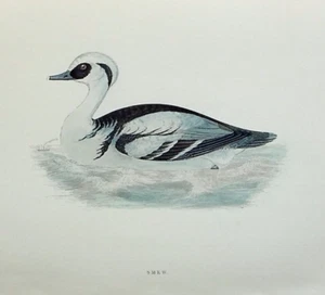 SMEW, DUCK, original antique ornithilogical print, bird, MORRIS, 1897 - Picture 1 of 2