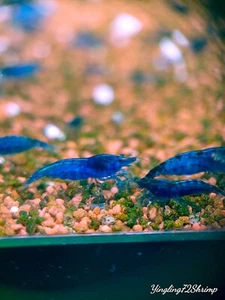 Blue Dream Shrimp Neocaridina 12 Shrimp Plus Extra And free Acclimation Kit. - Picture 1 of 7