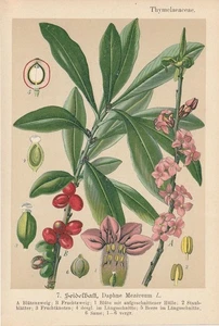 Seidelbast (Daphne mezereum) Chromo-Lithographie von 1893 Heilpflanzen - Bild 1 von 1