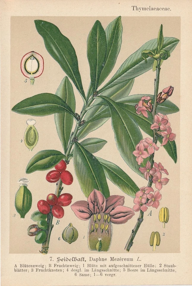 Seidelbast (Daphne mezereum) Chromo-Lithographie von 1893 Heilpflanzen - Bild 1 von 1