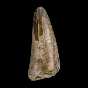 2.1" Sarcosuchus Imperator Crocodile Fossil Tooth Elrhaz FM Cretaceous Niger COA - Picture 1 of 10