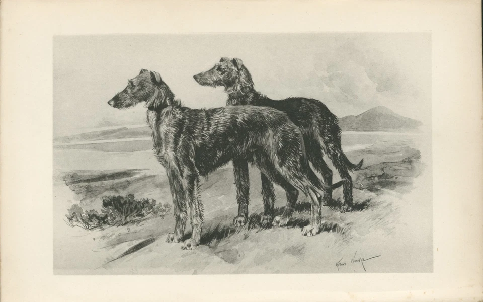 DEERHOUND DOGS RARE ANTIQUE 1893 BOOKPLATE DOG ART PRINT Artist ARTHUR WARDLE - Image 1 of 1