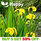 YELLOW FLAG IRIS - 15 seeds - Iris pseudacorus - Water iris - POND Wildflower