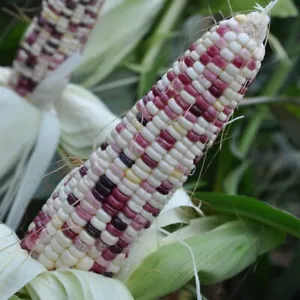 US Farm 50 seeds Organic very rare Japanese Sweet purple sticky Corn-Bap nep-Mix - Picture 1 of 3