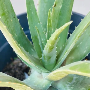 Aloe Vera Barbadensis  Not bitter Best Hair Facial  Beauty Care Bareroot - Picture 1 of 5