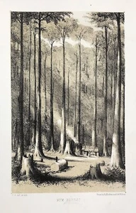 Gum Forest 1854 nach Robert Elwes Hullmandel Druck Original frühe Lithographie  - Bild 1 von 3
