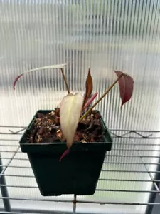 philodendron atabapoense (SPECIMEN 2) - Picture 1 of 3