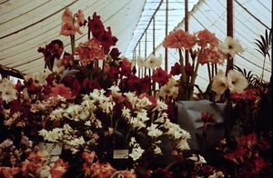 35mm Colour Slide x 73 - Chelsea Flower Show June 1976 & June 1983 - Picture 1 of 11