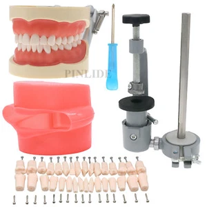 Dental Zähne Typodont Modell Kilgore NISSIN Typ Montagestange abnehmbares Modell - Bild 1 von 42