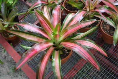 12 bromeliads assortment mix lot neoregelia vriesea billbergia pups - Image 1 of 4
