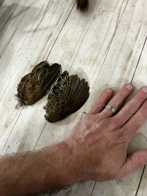 Крылья перепела Bobwhite для тренировок, рукоделия или завязывания мух. - Изображение 1 из 4