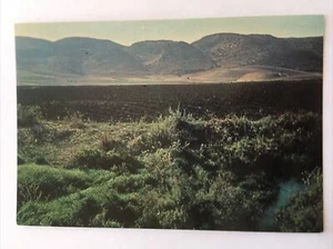 Mount Carmel Israel Vintage Postcard - Imagen 1 de 2