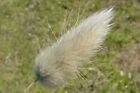 Lagurus ovatus | Bunny Tails | 20_Seeds