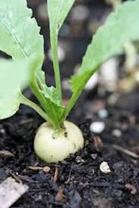 RADISH SEED ,HAILSTONE WHITE , HEIRLOOM, NON GMO, 50+ SEEDS, RADISHES - Picture 1 of 1