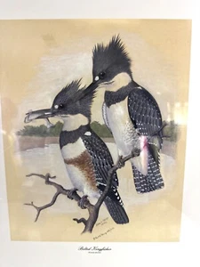 Gürtel Eisvogel Druck von Earl O. Henry 1942 - Nummeriert 385/1050 - Bild 1 von 4