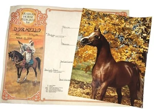 Vtg Pedigree Arabian Horse Dormello Bay Stallion 1982 Padron Patron Foal, Photo - Picture 1 of 8