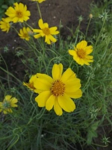 Navajo Tee - Thelesperma filifolium - 5+ Samen - Samen - Samen - E 245 - Bild 1 von 1