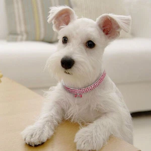 Dog Cat Rhinestone Diamond Collar Necklace Puppy Bling Pet Accessory Gift AUS - Picture 1 of 19
