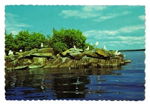Cartolina gabbiani aringhe vintage natura scenografica scogliera vista lago colori mozzafiato - Foto 1 di 2