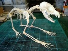 1 set of complete real animal bone specimens, fox skull bone specimens