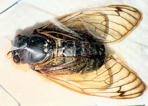 Cicadidae Magicicada septemdecim 25mm A1 from USA - 17 years cicada - #0518 - Picture 1 of 5