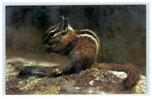 The Chipmunk, Universal Habitant West Nyack NY, New York Postkarte - Bild 1 von 2
