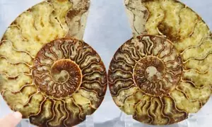 Grande coppia divisa ammonite bella cavità cristallo 110myo fossile 178 mm XXL 7,1" 4280b - Foto 1 di 10