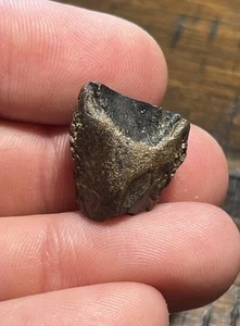 Large Triceratops Spit Tooth Dinosaur Fossil Lance Formation WY - Picture 1 of 14