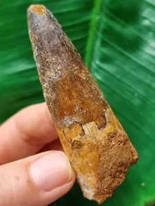Dente marrone 7,5 cm dello spinosauro - dente fossile dinosauro - Foto 1 di 6