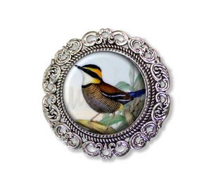 Pretty Blue PItta Bird - Handmade Round Baroque BROOCH Pin Lapel Jewelry - Picture 1 of 6