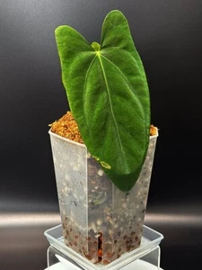 ANTHURIUM: Midnight Velvet x Indonesian Portillae | Rare + Established (#001) - Picture 1 of 10