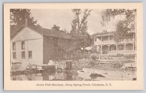 Postcard Annin Fish Hatchery  Along Spring Creek Caledonia NY - Picture 1 of 3