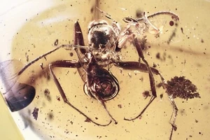 Schöne AMEISE Formicinae FORMICA Fossil echter OSTSEAMBER + HQ Bild 250304 - Bild 1 von 8