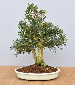 Bonsai Indoor, Chin. Buchsbaum (Buxus harlandii) 25034 | Bonsai-Garten-Müller - Bild 1 von 2