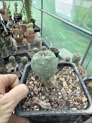 Cactus Luna Injertado Raro Cactus Antiguo Foto 1 de 4